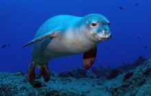 У тюленей есть скрытый "подводный язык": он оказался сложнее, чем предполагали ученые