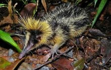 Нечто среднее между дикобразом, ежом и пчелой: что это за странное животное и где оно живет