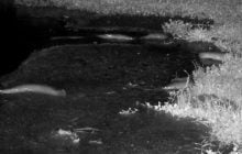 В Африке сомы совершили неспешную прогулку по суше (видео)