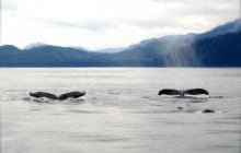 Кит начали "делиться" едой из-за ее дефицита: ученые объяснили, что происходит