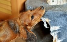 Какие собаки любят грызть вещи: ветеринары назвали 7 пород-проказников