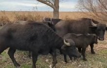 Зменшать ризик пожеж: на Одещині у дику природу випустили стадо водяних буйволів