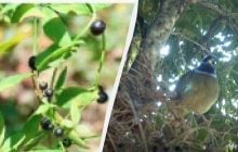 Деякі рослини навчилися вирощувати "фейкові" ягоди: навіщо вони це роблять