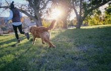 У собак дійсно є улюблений господар: експерти пояснили, хто може ним стати