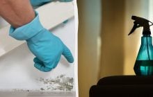 Цвіль більше не повернеться: доступний засіб врятує стіни від темних плям
