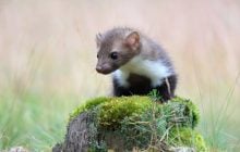 13 диких куниць випустили у британському лісі: те, що сталося, здивувало вчених