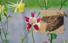 Как насекомые слушают растения, и о чем те им "говорят": ученые услышали новые сигналы