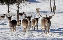 Фінські фермери втрачають оленів через вовків з Росії: там їх кількість різко збільшилася