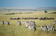 В этих 5 удивительных местах мира собираются самые большие скопления животных: что известно