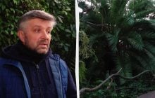 У київському ботсаду гине унікальна колекція рослин через відсутність опалення, - ЗМІ