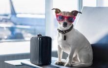 Какие авиакомпании разрешают брать домашних любимцев в салон самолета: что нужно знать