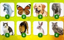 Новый психологический тест покоряет интернет: выберите ваше тотемное животное