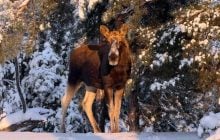 Встречаются в неожиданных местах: в районе Чернобыля зафиксировали лося