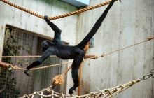 Паукообразные обезьяны делятся "инсайдерской информацией" для поиска лучшей еды