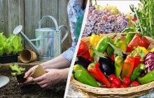 Точный посевной календарь на февраль 2026: лучшие посадочные дни для рассады