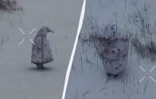 Как оккупант притворился пингвином: "Флеш" предупредил о новом способе маскировки россиян