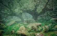 В Англии восстанавливают давний лес, который подтолкнул Толкина к созданию "леса Фангорн"