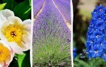 10 многолетних растений, которые не будут расти вместе, несмотря на свою красоту