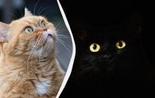 Чому кішки шиплять в "порожнечу" і що вони там бачать: пояснення експертів