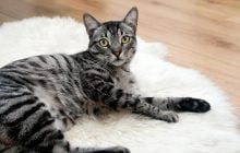 Мурлыканье кошек уникальнее, чем их мяуканье, - ученые