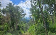 Ученые отчаянно пытаются спасти "дерево-зомби" от страшной болезни: для чего это им