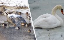 Дикие утки и лебеди мерзнут зимой: чем их можно подкормить, чтобы не навредить