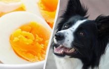 Можно ли собакам есть яйца: ветеринар дала четкий ответ