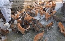 На острове живет больше диких кошек, чем людей: ученые узнали кое-что интересное об их генетике