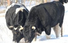 Возле Чернобыля заметили стадо одичавших коров (фото)