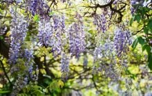 Какие деревья нельзя сажать во дворе: садоводы назвали 11 растений