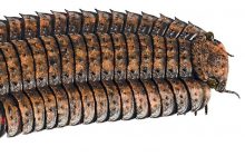 Біолог розповів про найбільшу багатоніжку в історії: вона перевершувала людину за розміром