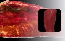 Биологи изучили хорошо сохранившегося муравья в янтаре Гете: что узнали