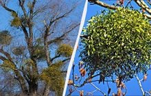 На деревах з'являються дивні зелені кулі: що це за явище і чим воно небезпечне