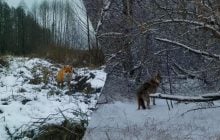 Гуляють засніженими хащами: фахівці показали мешканців Чорнобильського заповідника (фото)