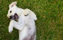 Іноді потрібно діяти негайно: чому собака лягає животом догори