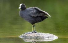 Издает звук, похожий на откупоривание шампанского: в Одесской области поймали интересную птицу