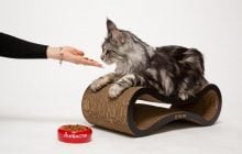 Український виробник корму для собак і котів: чому власники обирають бренд Practik