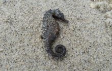 В Одесі масово гинуть морські коники: еколог назвав ймовірні причини