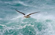 Альбатрос впервые пролетел 5 тысяч километров до Калифорнии: ученые хотят понять причину