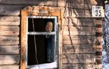 Вблизи Чернобыля заметили загадочную птицу, притаившуюся в заброшенном здании