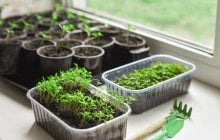 8 распространенных растений, рассаду которых никогда не нужно покупать