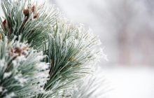 3 лютого в Україні втримаються дуже сильні морози, - синоптикиня Діденко