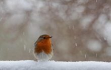 До України йде довгоочікуване потепління, але є нюанс