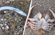 Рыбы и рапаны: в Одесской области шторм выбросил на побережье множество обитателей моря (фото)