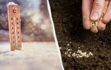 Уже в мае будет полный огород: что сеять в феврале на рассаду