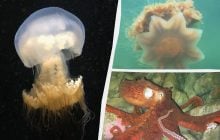 Жалят и хватают с расстояния 30 метров: названы 5 животных с самыми длинными щупальцами в мире