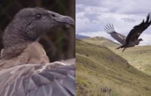 В Чили выпустили в небо легендарных птиц: страна спасает крупнейшего хищника с крыльями