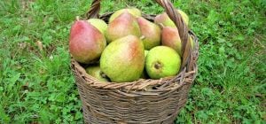 Как вырастить грушевое дерево в помещении: эксперты раскрыли секрет сладких плодов