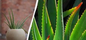 Почему сохнет алоэ и как его спасти: 7 простых шагов