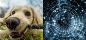 Люди, родившиеся в эти месяцы, умеют понимать животных без слов